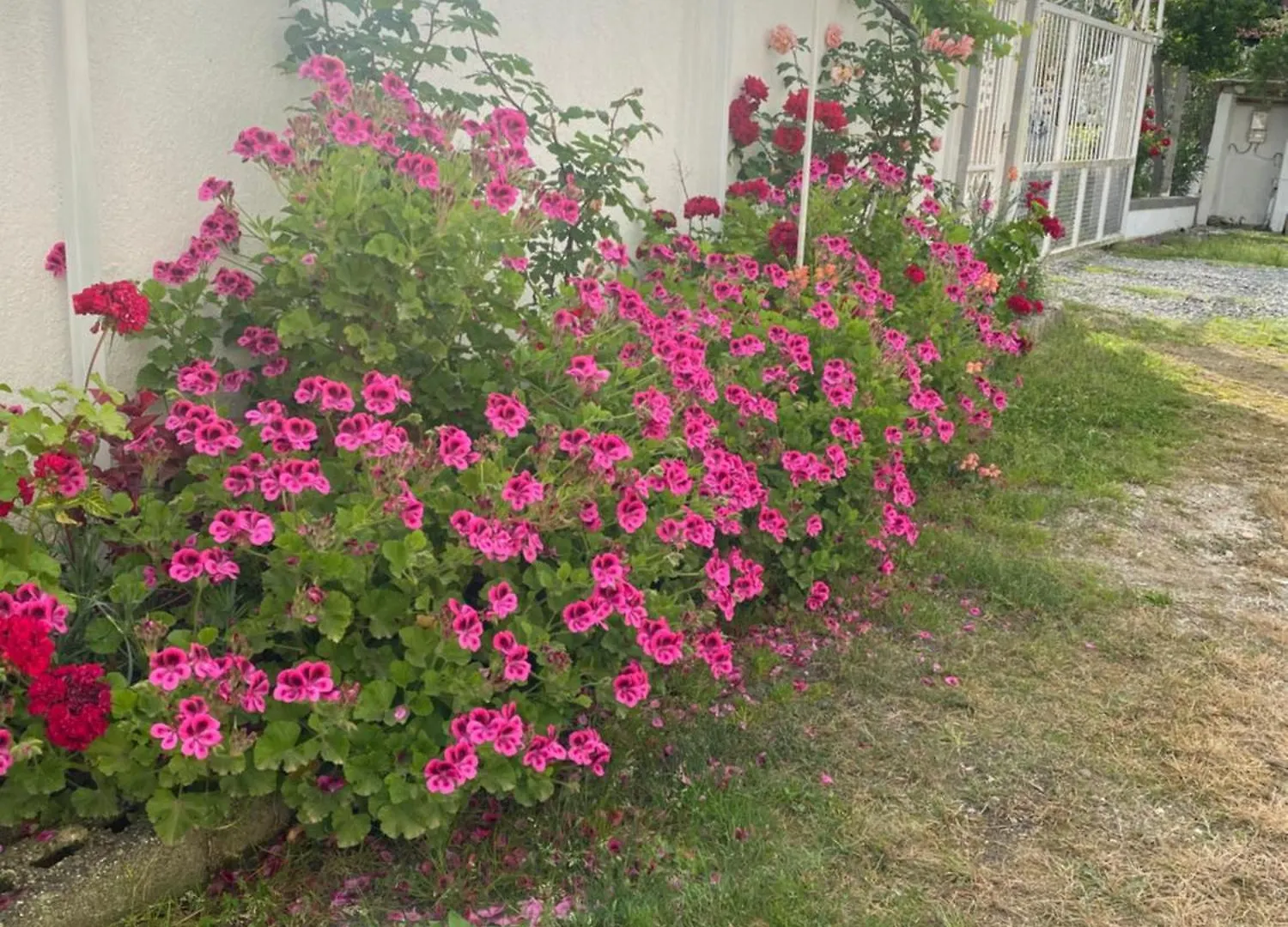 Villa Rubin-Cosy Villa With A Garden & Patio Durres